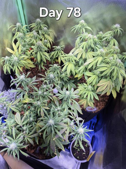 3 Strains: Royal Gorilla, Haze, CRB. Week 11