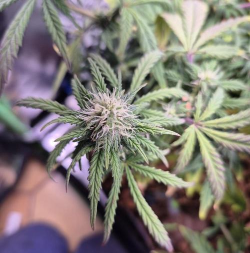 3 Strains: Royal Gorilla, Haze, CRB. Week 11