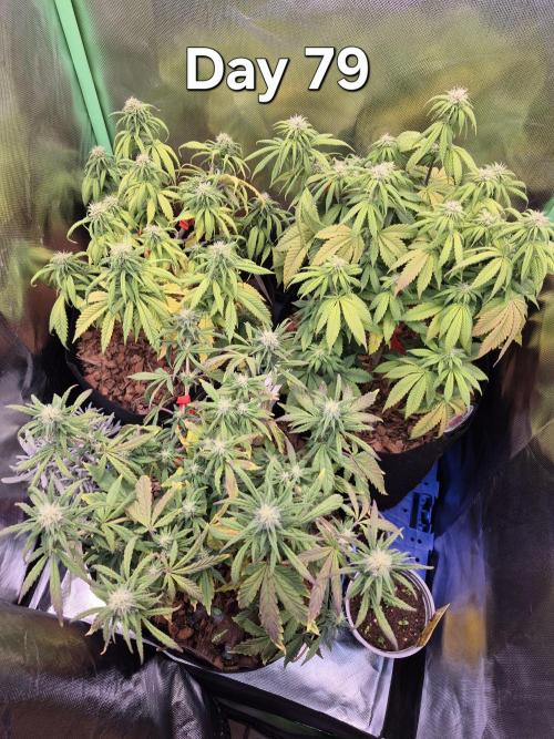 3 Strains: Royal Gorilla, Haze, CRB. Week 11