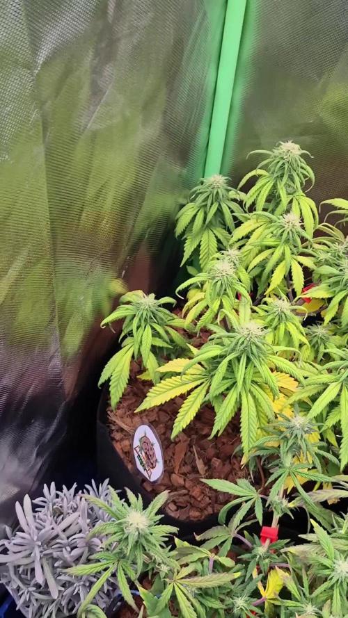 3 Strains: Royal Gorilla, Haze, CRB