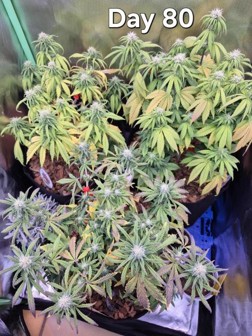 3 Strains: Royal Gorilla, Haze, CRB. Week 11