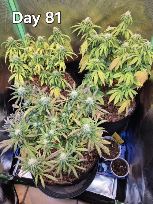 3 Strains: Royal Gorilla, Haze, CRB. Week 11