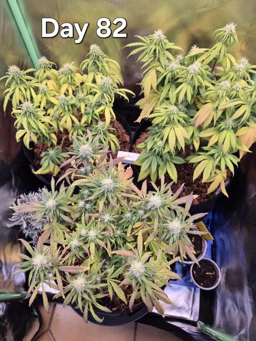 3 Strains: Royal Gorilla, Haze, CRB. Week 11