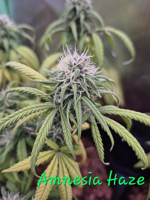 3 Strains: Royal Gorilla, Haze, CRB. Week 11