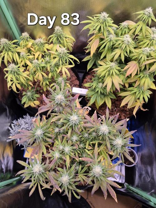 3 Strains: Royal Gorilla, Haze, CRB. Week 11