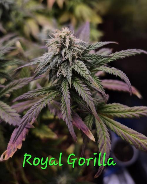 3 Strains: Royal Gorilla, Haze, CRB. Week 12