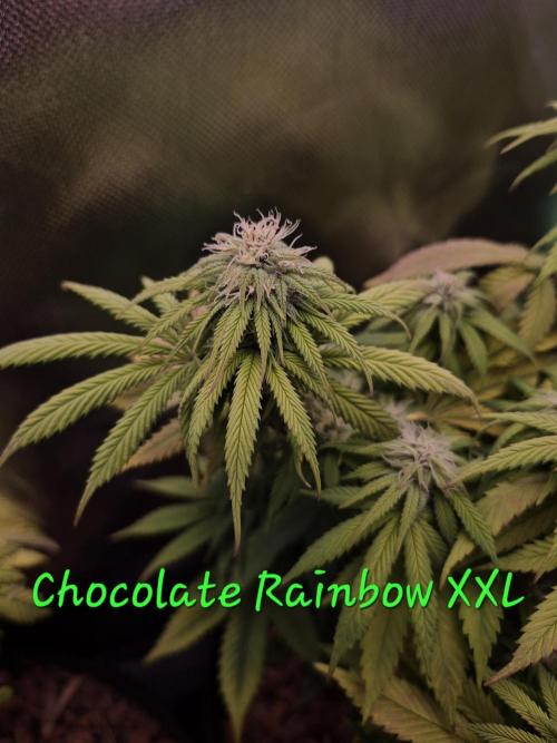 3 Strains: Royal Gorilla, Haze, CRB. Week 12
