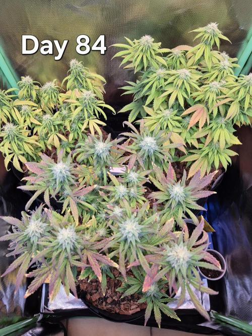 3 Strains: Royal Gorilla, Haze, CRB. Week 12