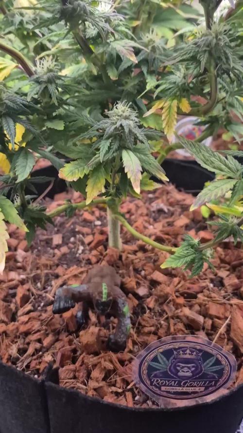 3 Strains: Royal Gorilla, Haze, CRB