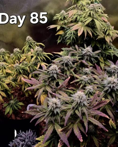 3 Strains: Royal Gorilla, Haze, CRB