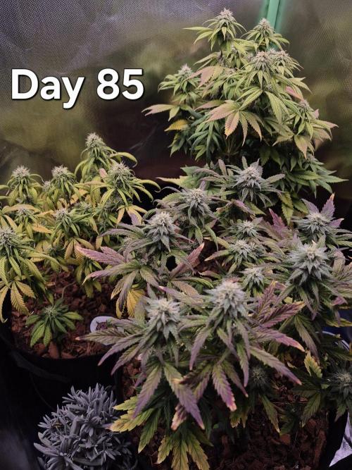 3 Strains: Royal Gorilla, Haze, CRB. Week 12