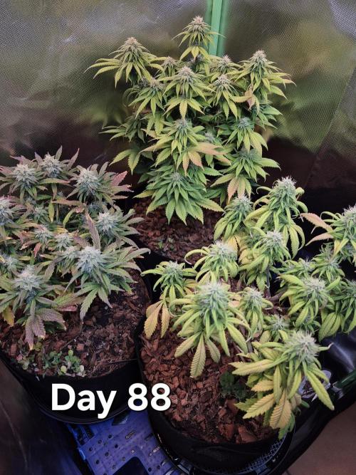 3 Strains: Royal Gorilla, Haze, CRB. Week 12