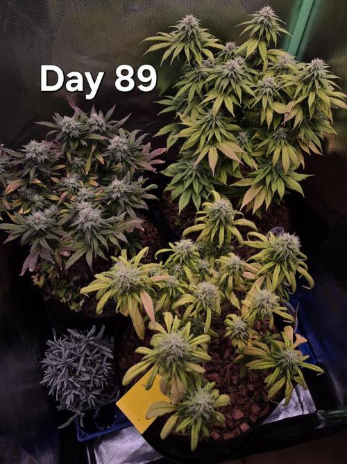 3 Strains: Royal Gorilla, Haze, CRB. Week 12