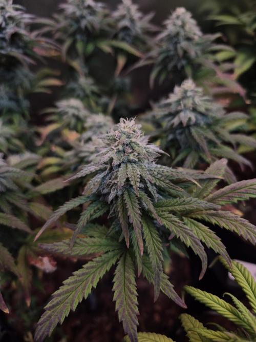 3 Strains: Royal Gorilla, Haze, CRB. Week 12