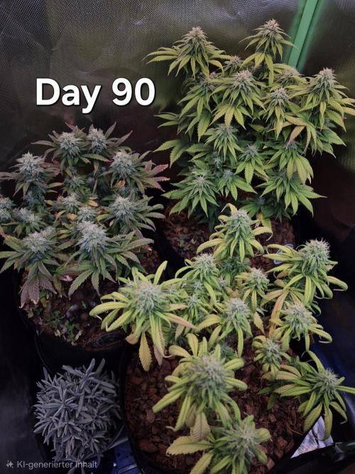 3 Strains: Royal Gorilla, Haze, CRB. Week 12