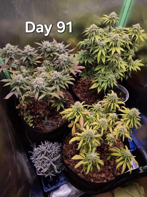 3 Strains: Royal Gorilla, Haze, CRB. Week 13