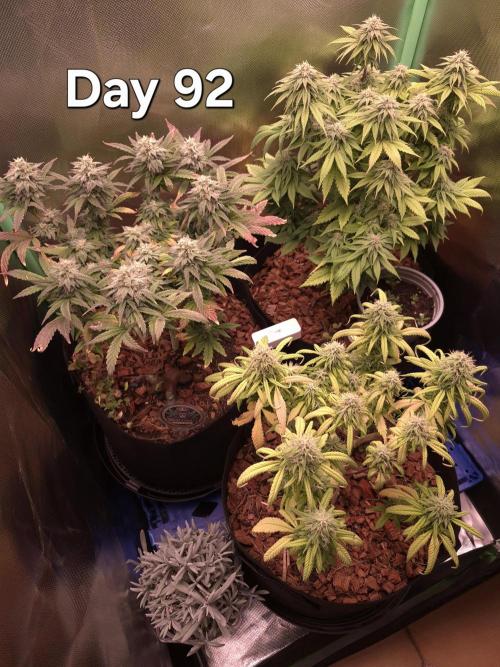 3 Strains: Royal Gorilla, Haze, CRB. Week 13