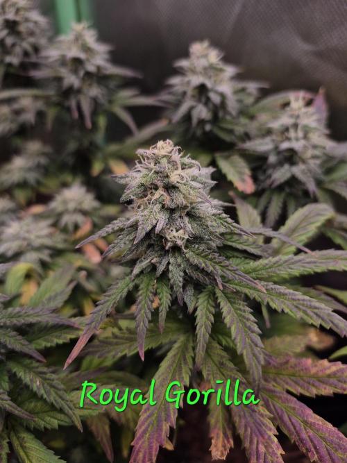 3 Strains: Royal Gorilla, Haze, CRB. Week 13