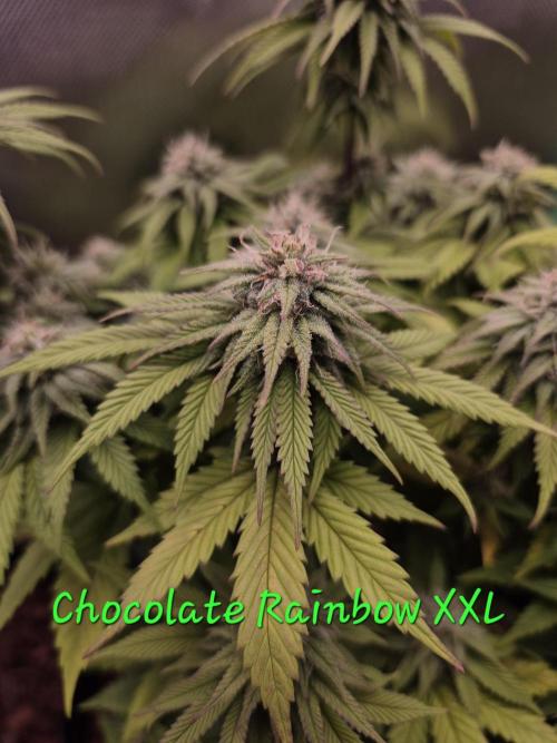 3 Strains: Royal Gorilla, Haze, CRB. Week 13