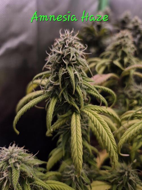 3 Strains: Royal Gorilla, Haze, CRB. Week 13