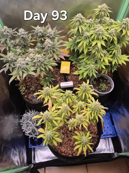 3 Strains: Royal Gorilla, Haze, CRB. Week 13