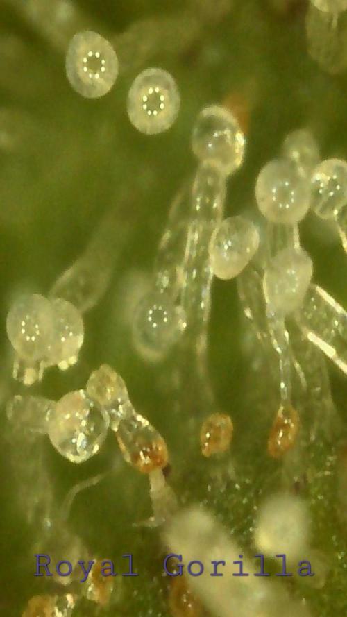 3 Strains: Royal Gorilla, Haze, CRB. Week 13