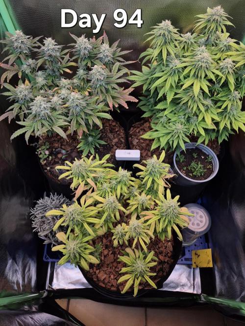 3 Strains: Royal Gorilla, Haze, CRB. Week 13