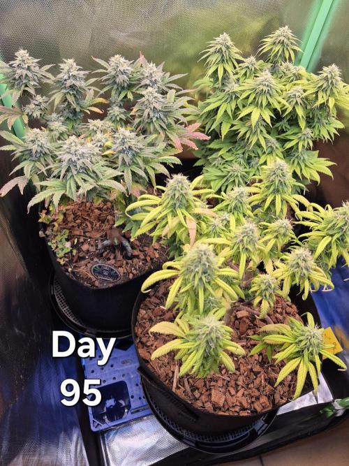 3 Strains: Royal Gorilla, Haze, CRB. Week 13