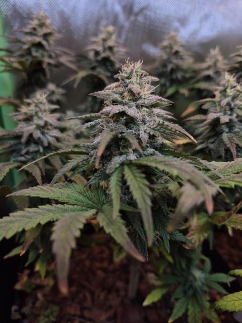 3 Strains: Royal Gorilla, Haze, CRB. Week 13
