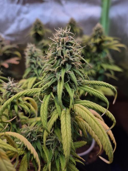3 Strains: Royal Gorilla, Haze, CRB. Week 13