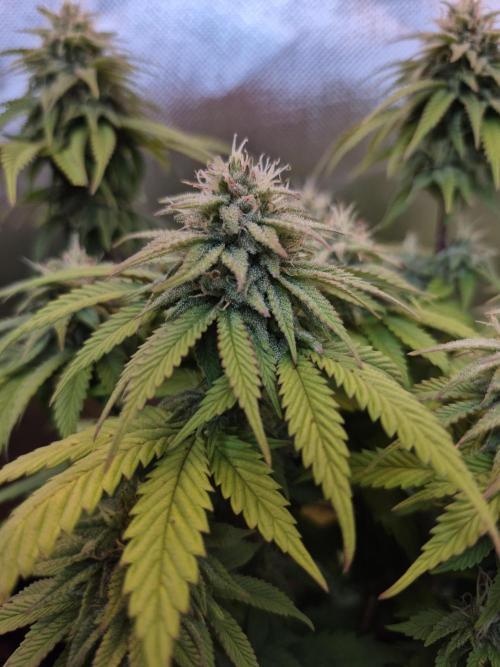 3 Strains: Royal Gorilla, Haze, CRB. Week 13