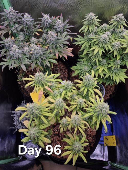 3 Strains: Royal Gorilla, Haze, CRB. Week 13