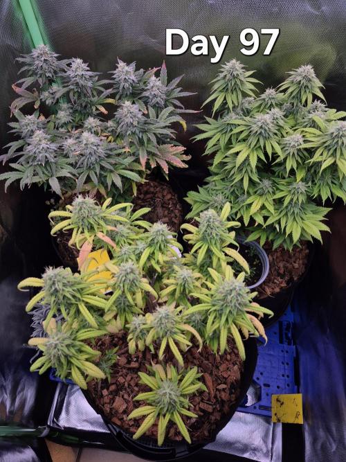 3 Strains: Royal Gorilla, Haze, CRB. Week 13