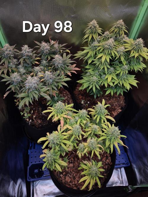 3 Strains: Royal Gorilla, Haze, CRB. Week 14