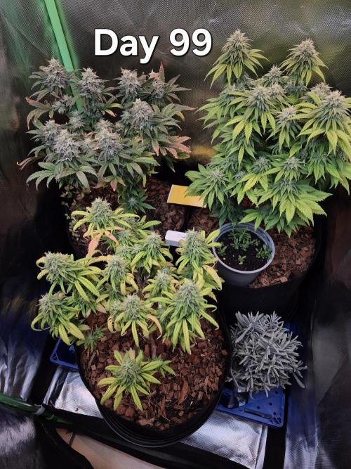 3 Strains: Royal Gorilla, Haze, CRB. Week 14