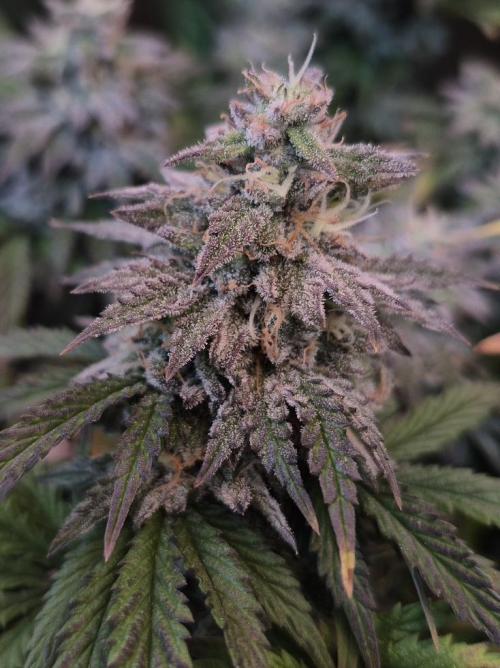 3 Strains: Royal Gorilla, Haze, CRB. Week 14