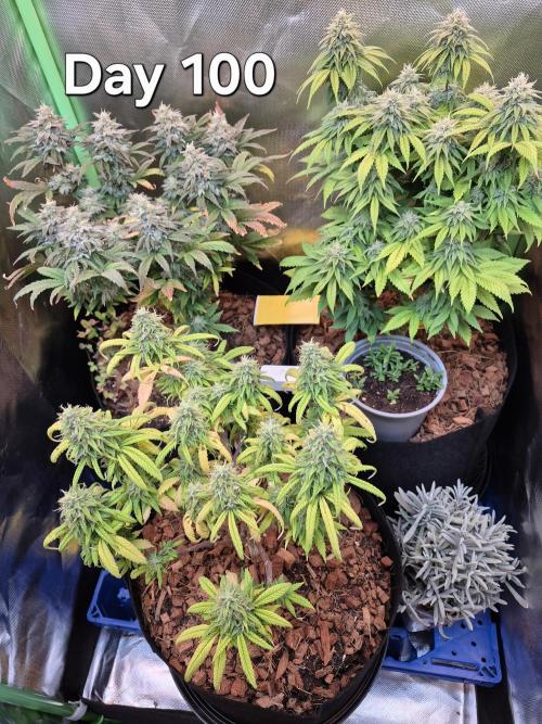 3 Strains: Royal Gorilla, Haze, CRB. Week 14