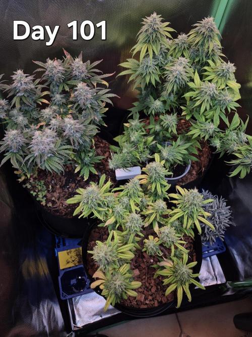 3 Strains: Royal Gorilla, Haze, CRB. Week 14