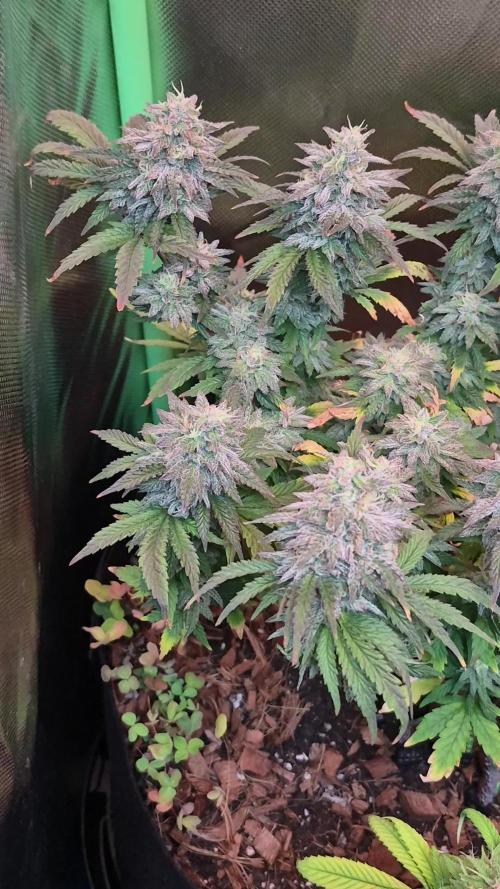 3 Strains: Royal Gorilla, Haze, CRB