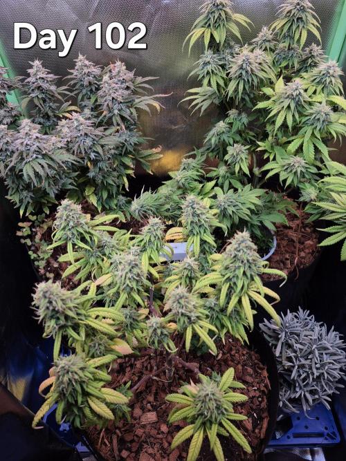 3 Strains: Royal Gorilla, Haze, CRB. Week 14