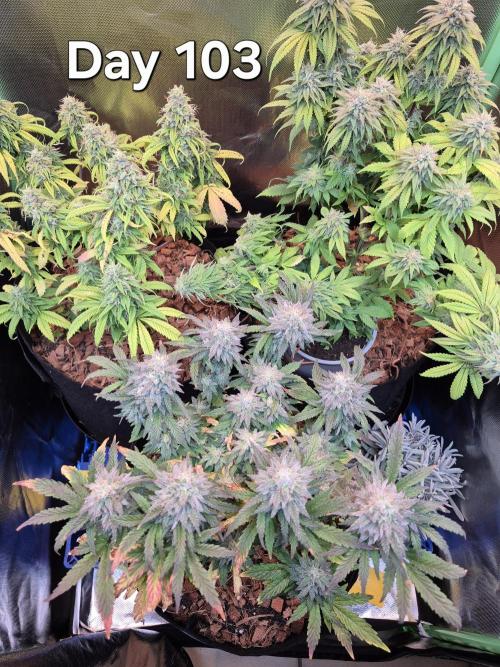 3 Strains: Royal Gorilla, Haze, CRB. Week 14