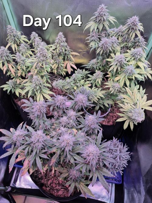 3 Strains: Royal Gorilla, Haze, CRB. Week 14