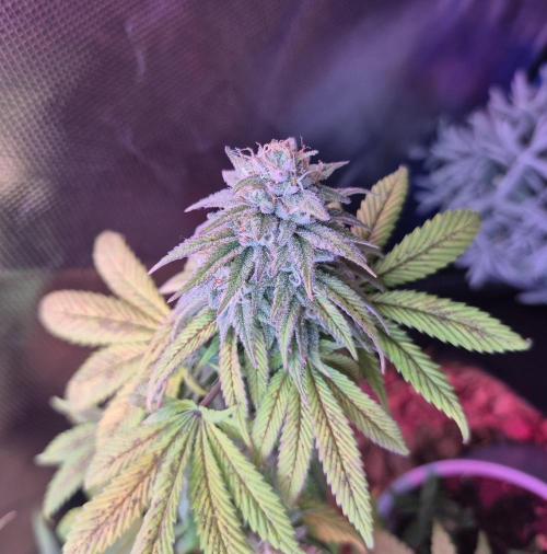 3 Strains: Royal Gorilla, Haze, CRB. Week 14