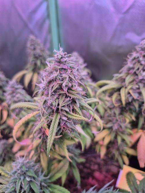 3 Strains: Royal Gorilla, Haze, CRB. Week 14