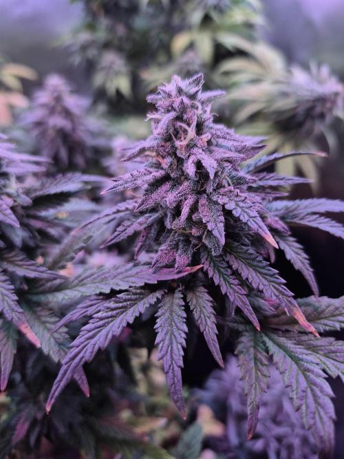 3 Strains: Royal Gorilla, Haze, CRB. Week 14