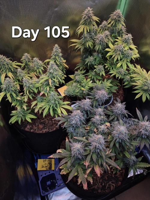 3 Strains: Royal Gorilla, Haze, CRB. Week 15