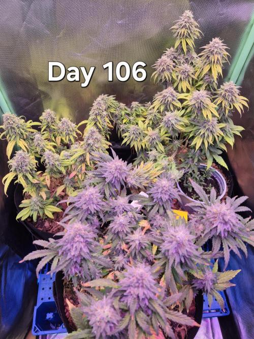 3 Strains: Royal Gorilla, Haze, CRB. Week 15