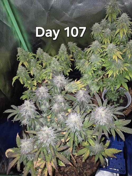 3 Strains: Royal Gorilla, Haze, CRB. Week 15