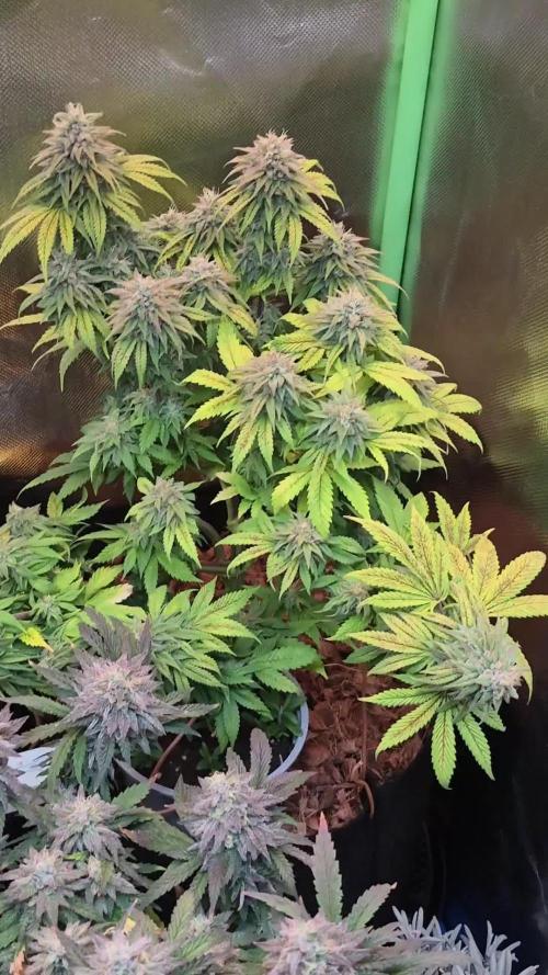 3 Strains: Royal Gorilla, Haze, CRB