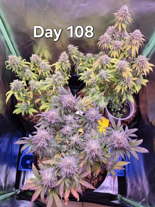 3 Strains: Royal Gorilla, Haze, CRB. Week 15
